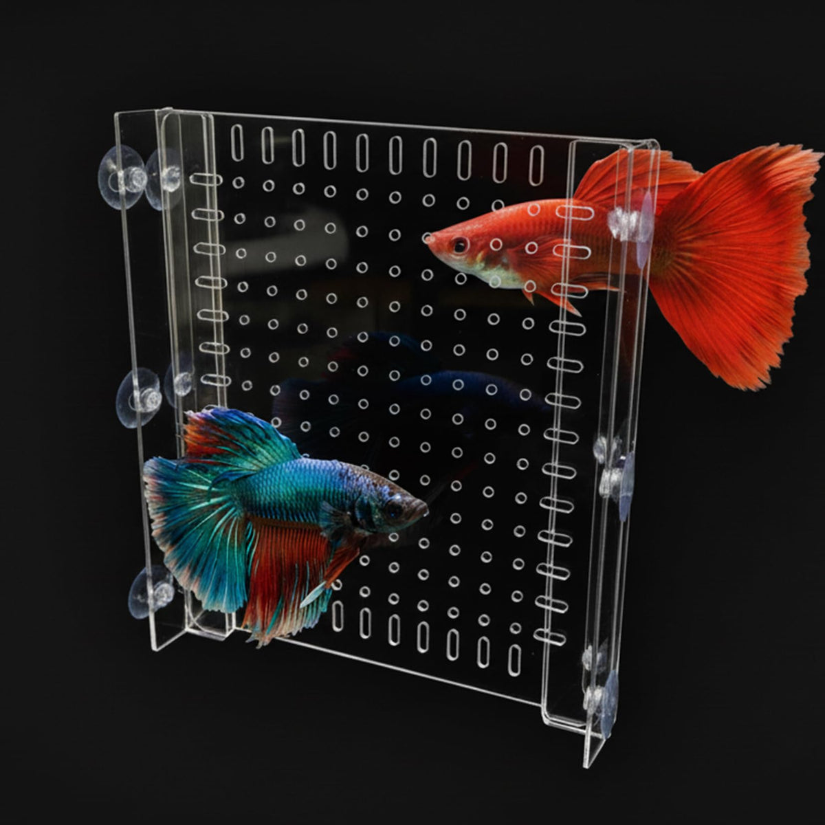 Acrylic Aquarium Divider with Suction Cups O700