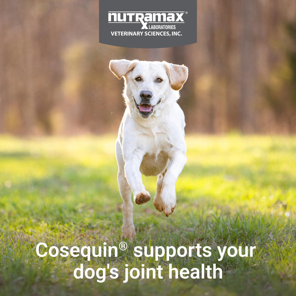 Dog Joint Supplement Soft Chews 60ct R581