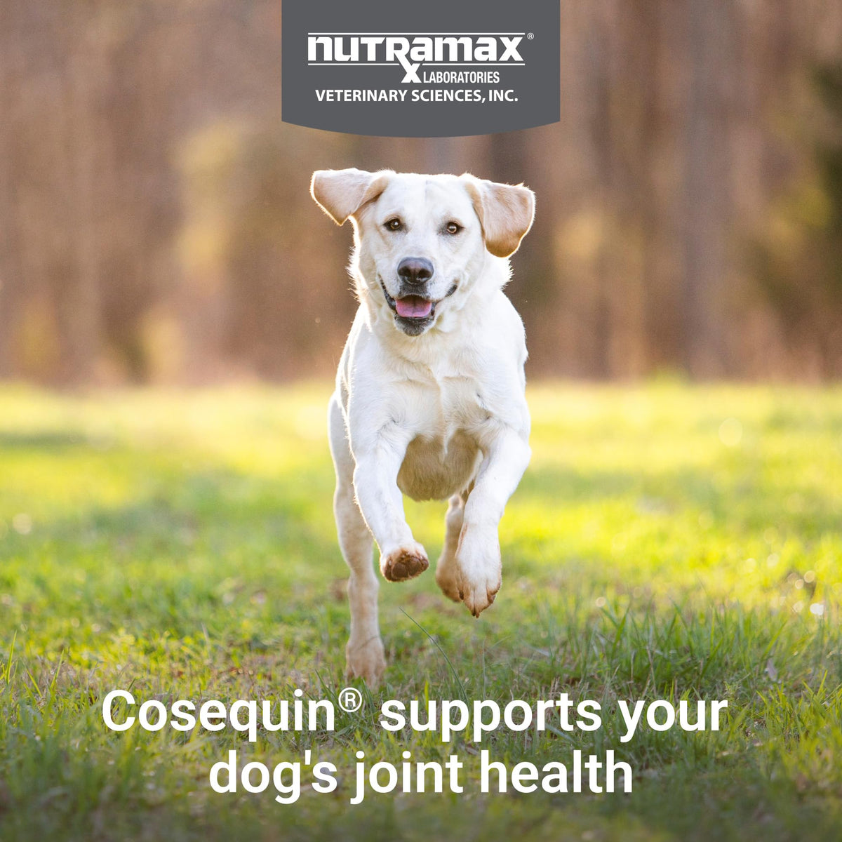 Dog Joint Supplement Soft Chews 60ct R581